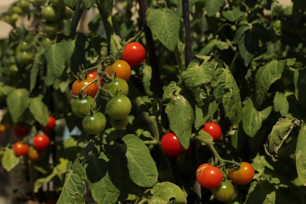 Bush with Tomatoes
